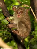 Sulawesi-Koboldmaki (Tarsius tarsier - Typ Manado) im Zoo Bitung nahe Manado - Nordost-Sulawesi (November 2013). 