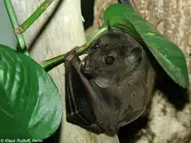 Schwarzfl�gelflughund (Thoopterus nigrescens) im Tierpark Berlin (Juli 2006).