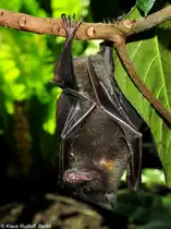 Schwarzfl�gelflughund (Thoopterus nigrescens) im Tierpark Berlin (Mai 2014).