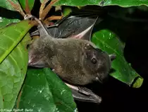 Schwarzfl�gelflughund (Thoopterus nigrescens) im Tierpark Berlin (Mai 2014).