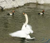 Schwanentanz
(April 2009)
