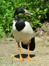 Spaltfu�gans (Anseranas semipalmata) im Tierpark Berlin (August 2015).