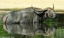 Heller Hauswasserbffel oder Kerabau (Bubaus arnee f. bubalis) im Tierpark Berlin (August 2015).