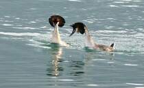 Meinungsverschiedenheiten bei Ehepaar Haubentaucher.
(April 2009)