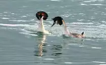 Meinungsverschiedenheiten bei Ehepaar Haubentaucher.
(April 2009)