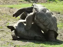 Aldabra-Riesenschildkr�te (Geochelone gigantea) im Tierpark Berlin (August 2015).