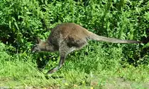 Bennett-K�nguru (Macropus rufogriseus) im Tierpark Berlin (August 2015).