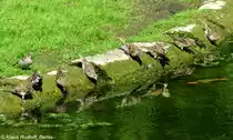 Haussperlinge (Passer domesticus) im Tierpark Berlin (August 2015).