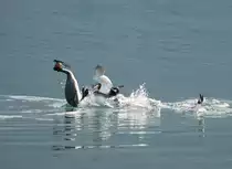 Zwei M�nnchen ist einer zuviel, und das wird nun endlich gekl�rt!
(April 2009)