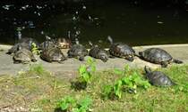 Schmuckschildkrten (Pseudemys und Chrysemys) im Tierpark Berlin (August 2015).