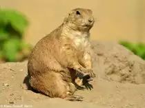 Schwarzschwanz-Pr�riehund (Cynomys ludovicianus) im Tierpark Berlin (August 2015).