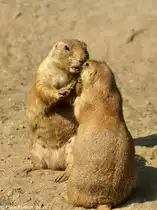 Schwarzschwanz-Pr�riehund (Cynomys ludovicianus) im Tierpark Berlin (August 2015).