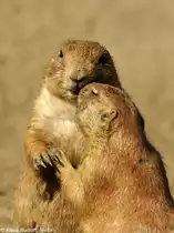 Schwarzschwanz-Pr�riehund (Cynomys ludovicianus) im Tierpark Berlin (August 2015).
