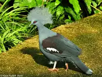 Gew�hnliche Kronentaube (Goura cristata) im Tierpark Berlin (August 2015).