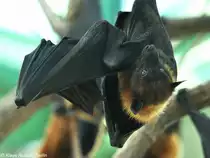 Indischer Flughund (Pteropus giganteus = Pteropus medius) im Tierpark Berlin (August 2015).