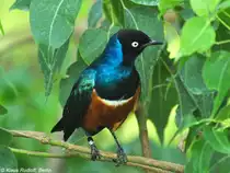 Dreifarben-Glanzstar (Spreo superbus) im Tierpark Berlin (August 2015).