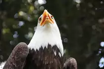 Wei�kopfseeadler in Tambach am 21.08.2015.