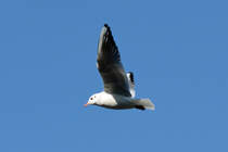 Mwe ber dem Rhein in Remagen - 07.02.2015