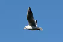 M�we �ber dem Rhein in Remagen - 07.02.2015