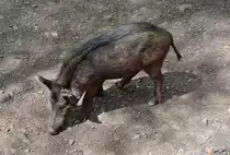 Wildschweinbache im Hochwildpark Rheinland - 10.05.2015