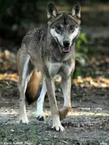 Europ�ischer Wolf (Canis lupus lupus). M�nnchen im Tierpark Berlin (August 2015).