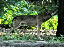 Europ�ischer Wolf (Canis lupus lupus). M�nnchen im Tierpark Berlin (August 2015).