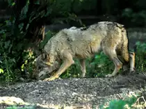 Europ�ischer Wolf (Canis lupus lupus). Weibchen im Tierpark Berlin (August 2015).