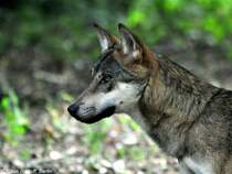 Europischer Wolf (Canis lupus lupus). Mnnchen im Tierpark Berlin (August 2015).