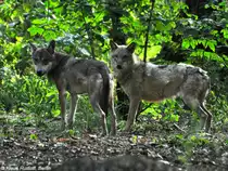 Europ�ischer Wolf (Canis lupus lupus). Paar im Tierpark Berlin (August 2015).