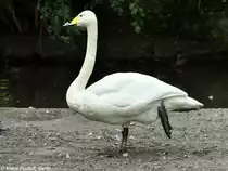 Singschwan (Cygnus cygnus) im Tierpark Berlin (August 2015).