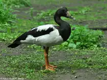 Spaltfu�gans (Anseranas semipalmata) im Tierpark Berlin (August 2015).