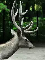 Buchara-Hirsch (Cervus elaphus bactrianus). M�nnchen im Bast im Tierpark Berlin (August 2015).