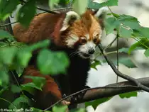 Westlicher Katzenb�r-Weibchen  Tabea  (Ailurus fulgens fulgens) im Tierpark Berlin (August 2015).