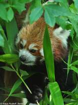 Westlicher Katzenbr-Weibchen  Tabea  (Ailurus fulgens fulgens) im Tierpark Berlin (August 2015).