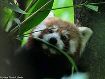 Westlicher Katzenbr-Weibchen  Tabea  (Ailurus fulgens fulgens) im Tierpark Berlin (August 2015).