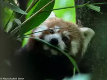 Westlicher Katzenb�r-Weibchen  Tabea  (Ailurus fulgens fulgens) im Tierpark Berlin (August 2015).