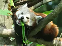 Westlicher Katzenb�r-M�nnchen (Ailurus fulgens fulgens) im Tierpark Berlin (August 2015).