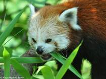 Westlicher Katzenbr-Mnnchen (Ailurus fulgens fulgens) im Tierpark Berlin (August 2015).