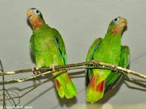 Jamaika-Amazone (Amazona collaria). Paar im Tierpark Berlin (August 2015).