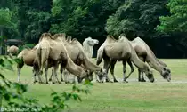 Trampeltiere (Camelus ferus f. bactrianus) im Tierpark Berlin (August 2015)