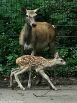 Bucharahirsch (Cervus elaphus bactrianus). Weibchen mit Jungtier im Tierpark Berlin (August 2015).