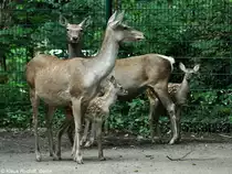 Bucharahirsch (Cervus elaphus bactrianus). Weibchen mit Jungtieren im Tierpark Berlin (August 2015).