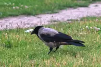 Nebelkr�he in Berlin-Wei�ensee (BERLIN/Deutschland, 13.07.2009)