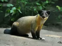 N�rdlicher Buntmarder (Martes flavigula aterrima) im Tierpark Berlin (August 2015).