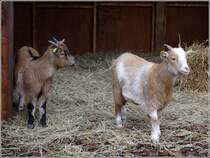 Auch Westafrikanische Zwergziegen (Capra aegragurs f. hircus) finden sich im Altdeutschen Weihnachtsdorf des Weihnachtsmarktes in Uelzen.