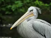 R�telpelikan oder Rotr�ckenpelikan (Pelecanus rufescens) im Tierpark Berlin (August 2015).