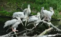 R�telpelikane oder Rotr�ckenpelikane (Pelecanus rufescens) im Tierpark Berlin (August 2015).