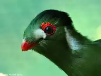 Wei�ohrturako (Tauraco leucotis) im Tierpark Berlin (August 2015).