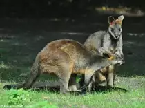 Sumpfk�nguru oder Schwarzschwanzk�nguru (Wallabia bicolor) im Tierpark Berlin (August 2015).