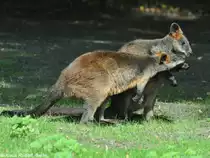 Sumpfk�nguru oder Schwarzschwanzk�nguru (Wallabia bicolor) im Tierpark Berlin (August 2015).